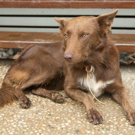 Cairns Homestead Redlynch Pet And Family Friendly Exteriér fotografie